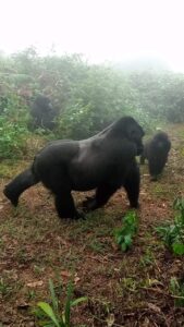 Gorilla Safari Bwindi, Uganda Gorilla Trek