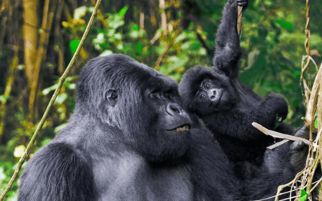 3 days Uganda gorilla trekking safari 