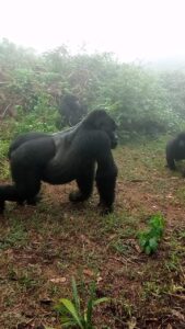 Gorilla Trekking in Volcanoes National Park