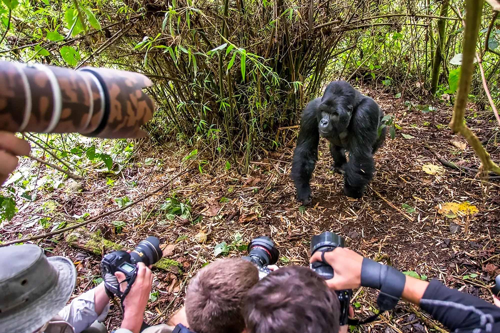 Gorilla habituation experience in Bwindi with extended time observing a gorilla