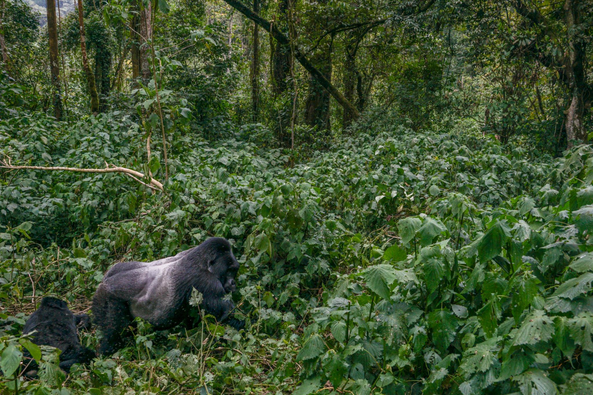Gorilla habituation experience in Bwindi with researchers