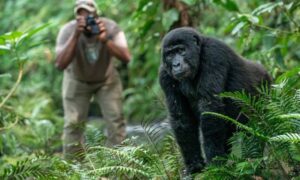 Gorilla Trekking in Bwindi, return to Kigali