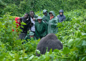 Gorilla trekking and birding in Volcanoes National Park