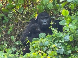 Gorilla trekking in Bwindi Impenetrable National Park
