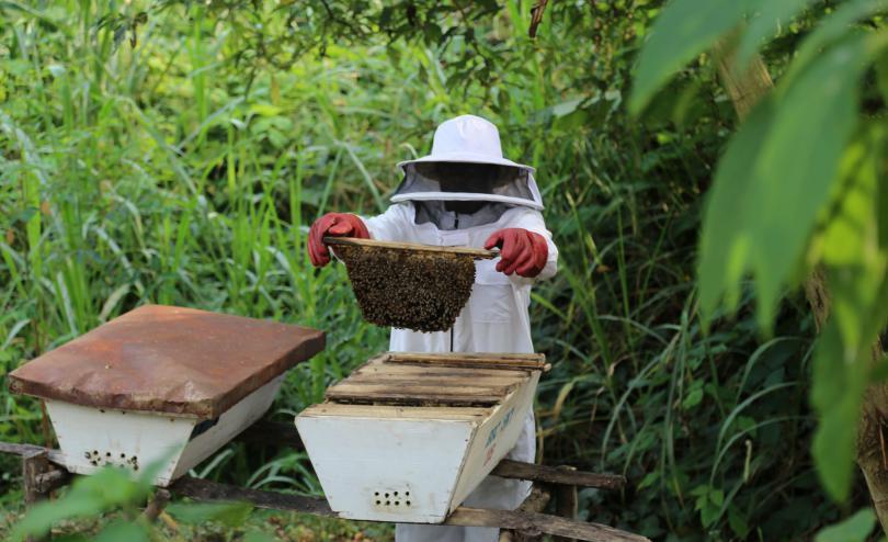 Honey extraction process on a Ugandan farm