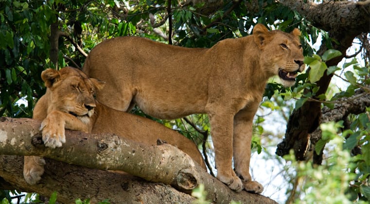 Tree climbing Lions in Ishasha