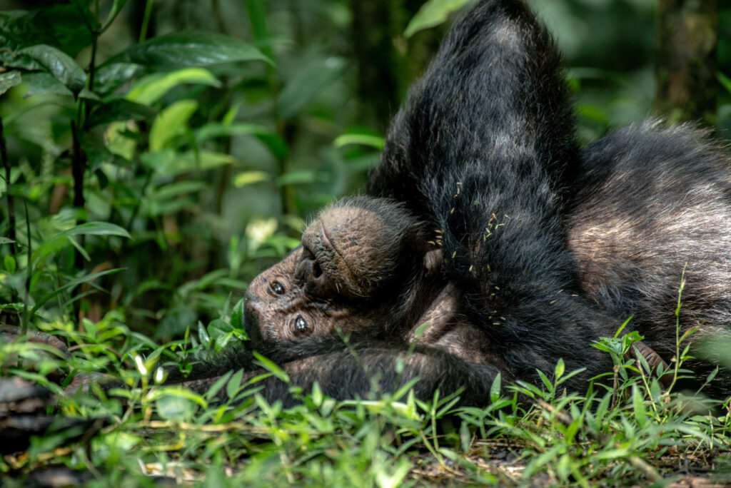 Chimpanzee in Ngamba