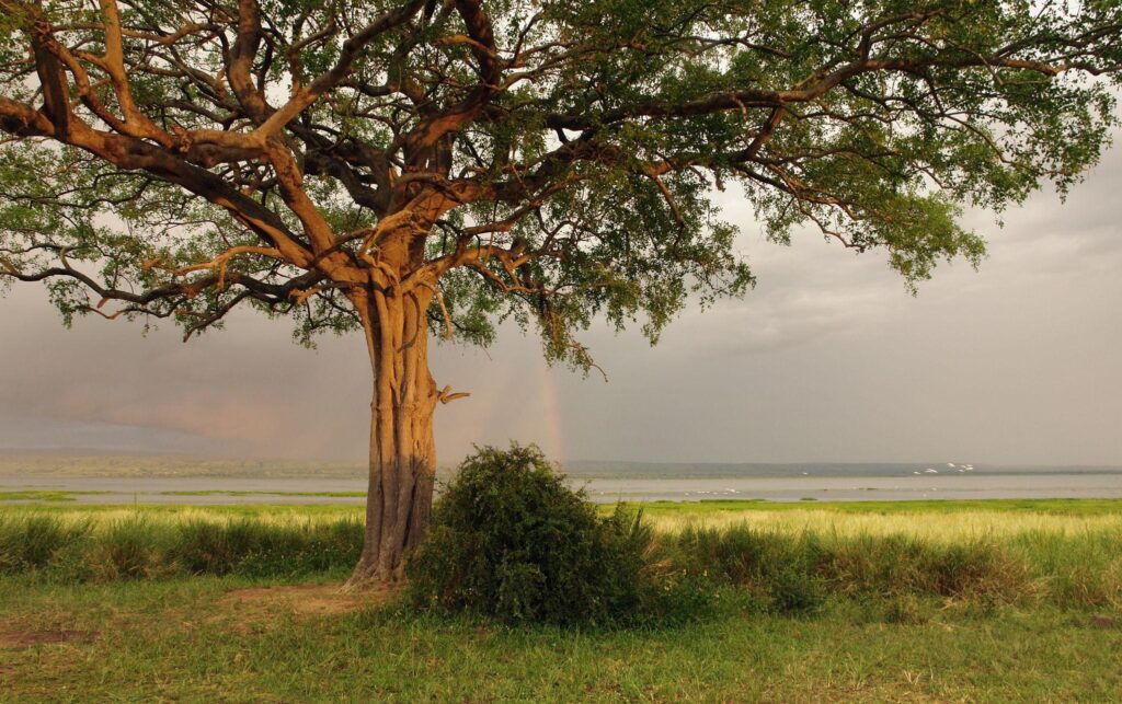 Landscape and Vegetation in Bugungu Wildlife Reserve