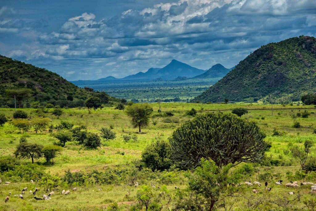 Landscape and vegetation in Matheniko Wildlife Reserve