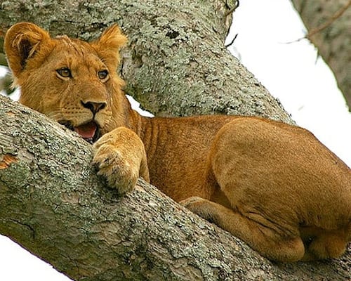 Lion Tracking in Uganda