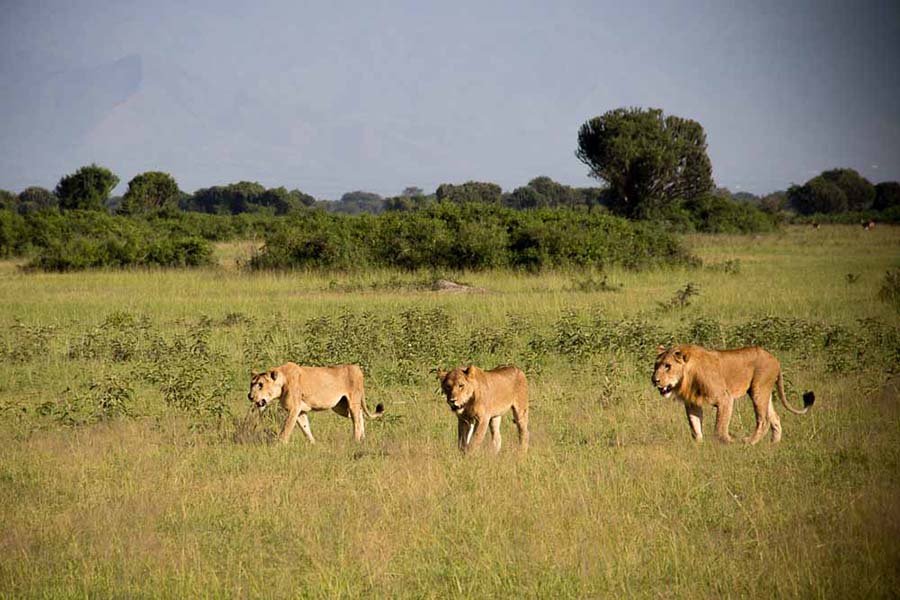 Matheniko wildlife reserve