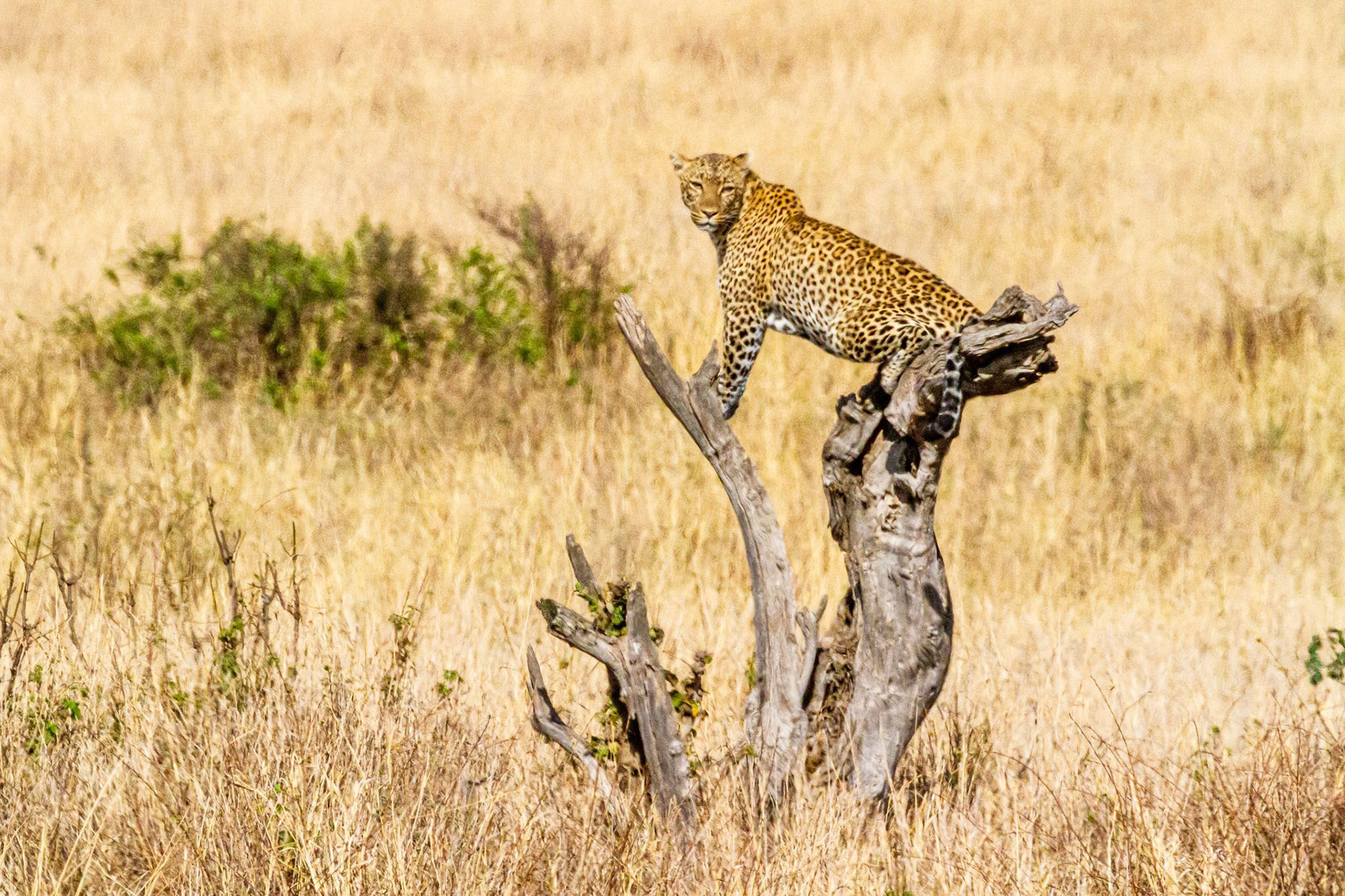 Luxury Safari Lodges in Kidepo Valley National Park