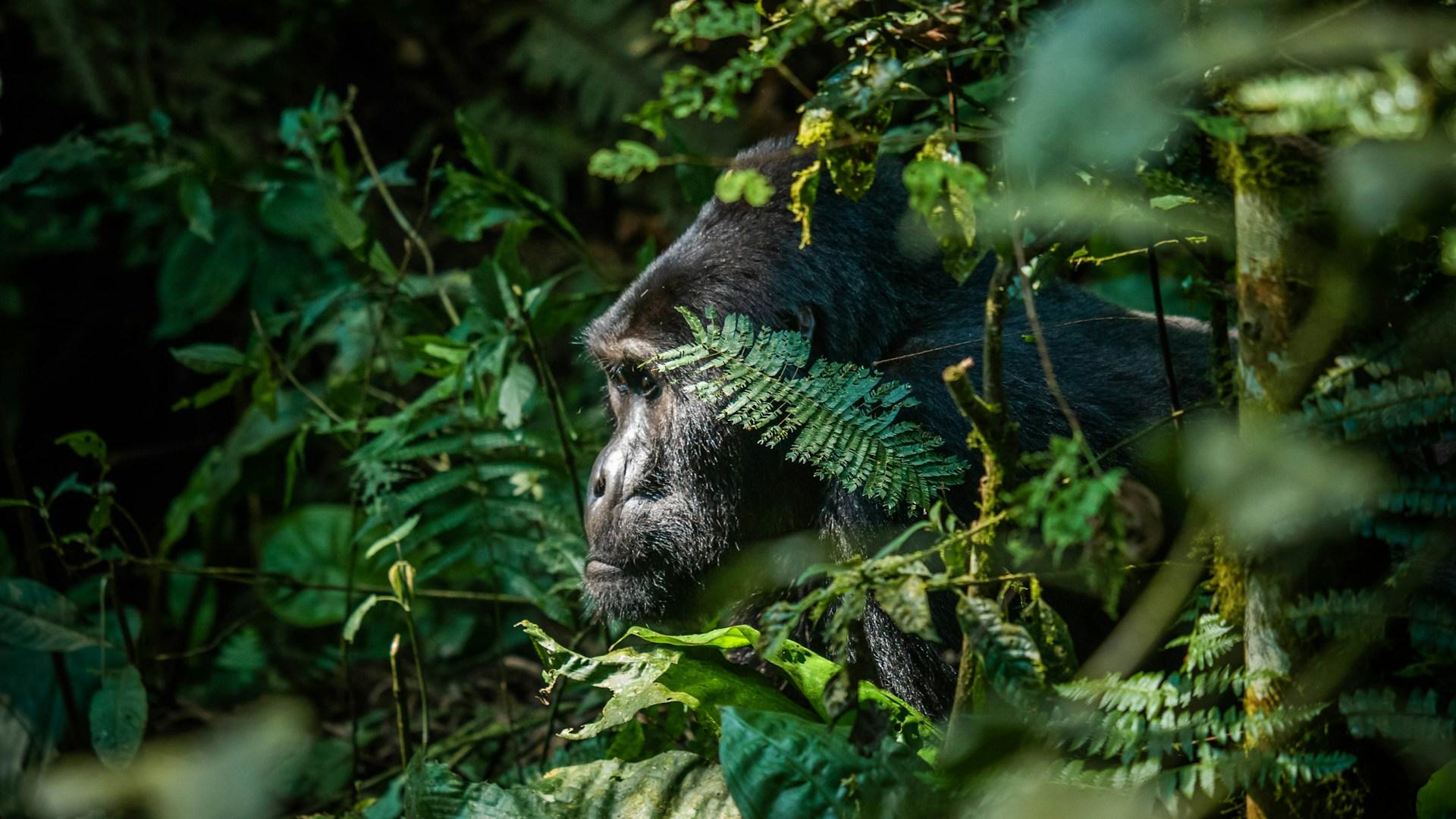 Mgahinga Gorilla National Park in the Virunga mountains