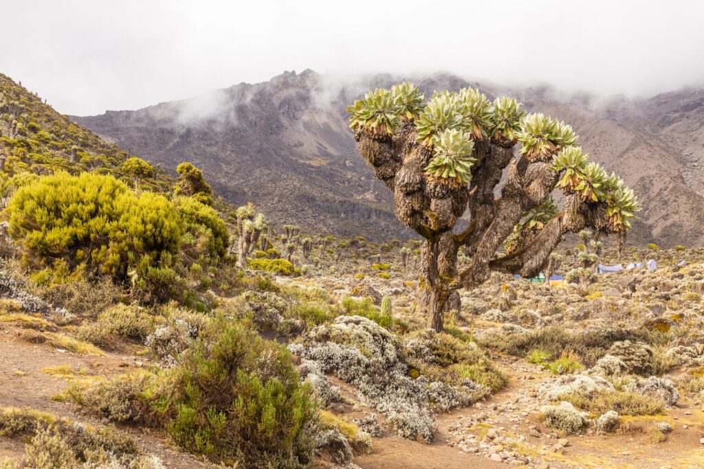 Mount Kilimanjaro in Tanzania