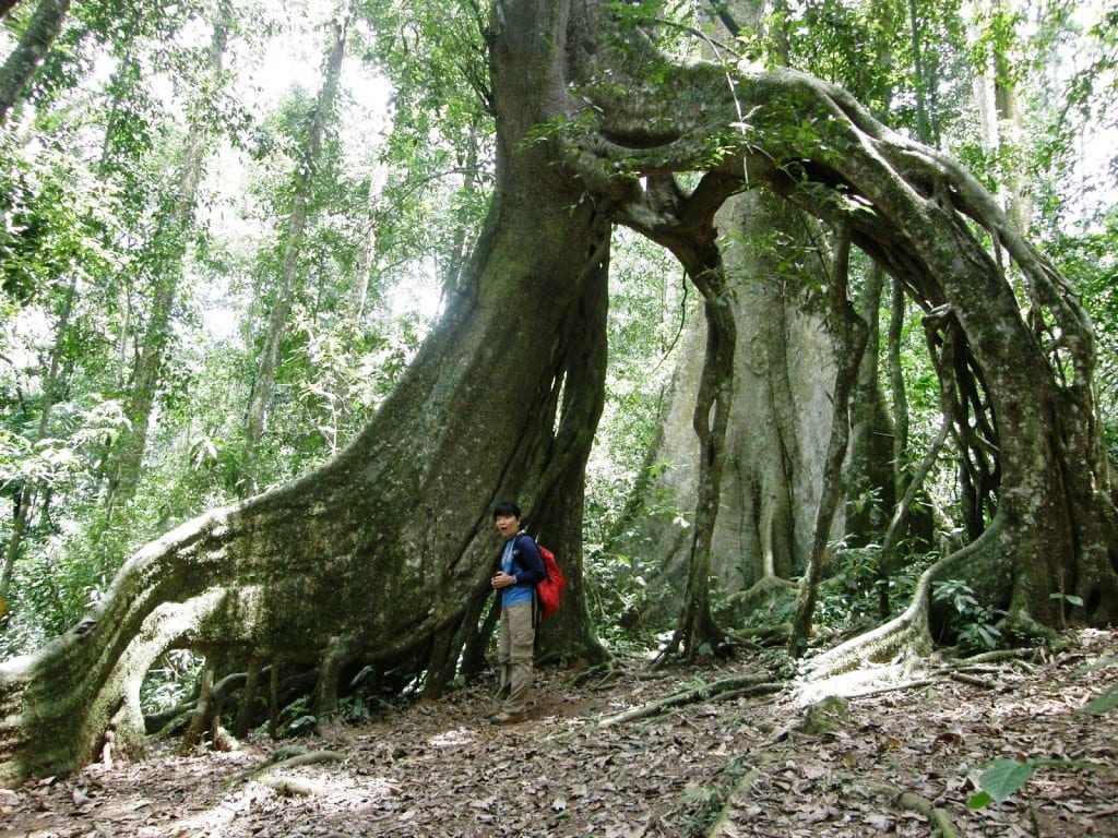 Nature walk Mabira forest. 