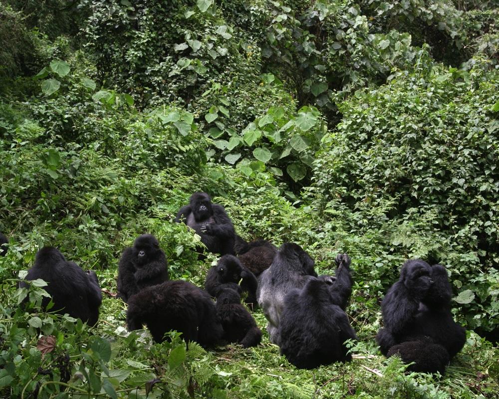 Nkuringo Gorilla Family
