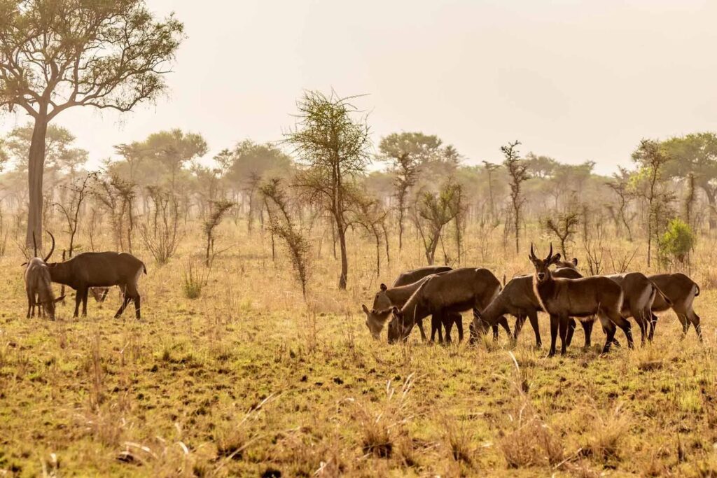 Pian Upe Wildlife Reserve, Karamoja Landscape and Open Savannah