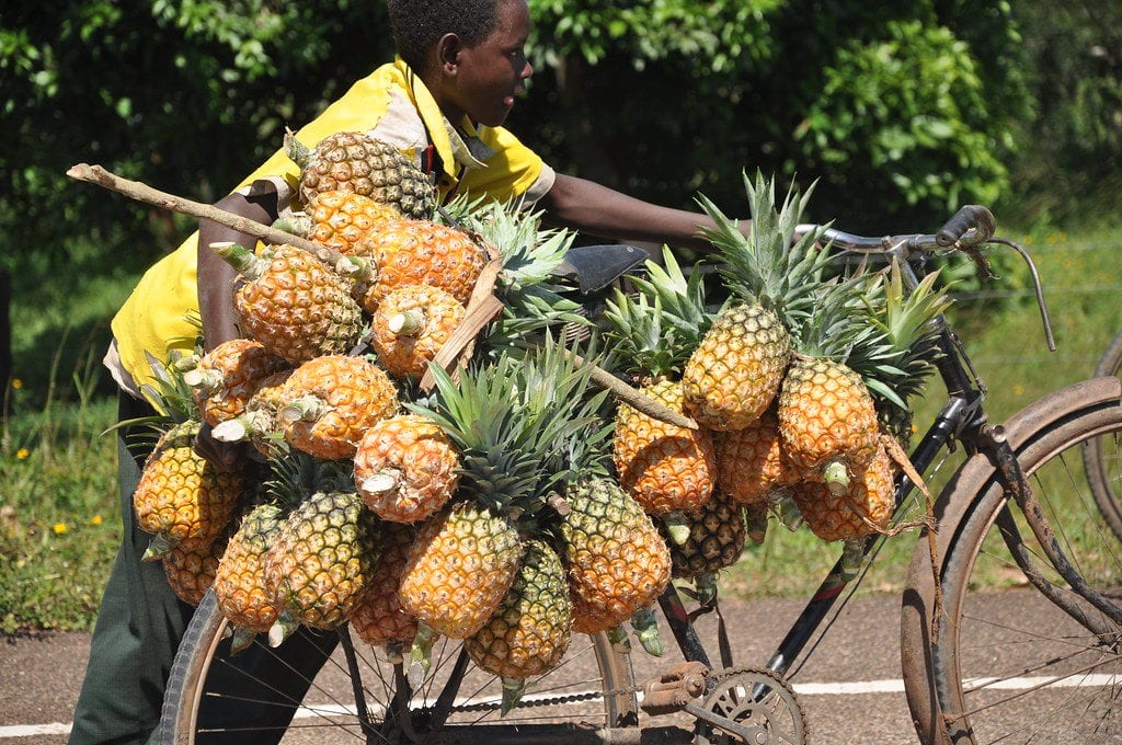 1 day Pineapple Farm Tour AA Safaris and Tours