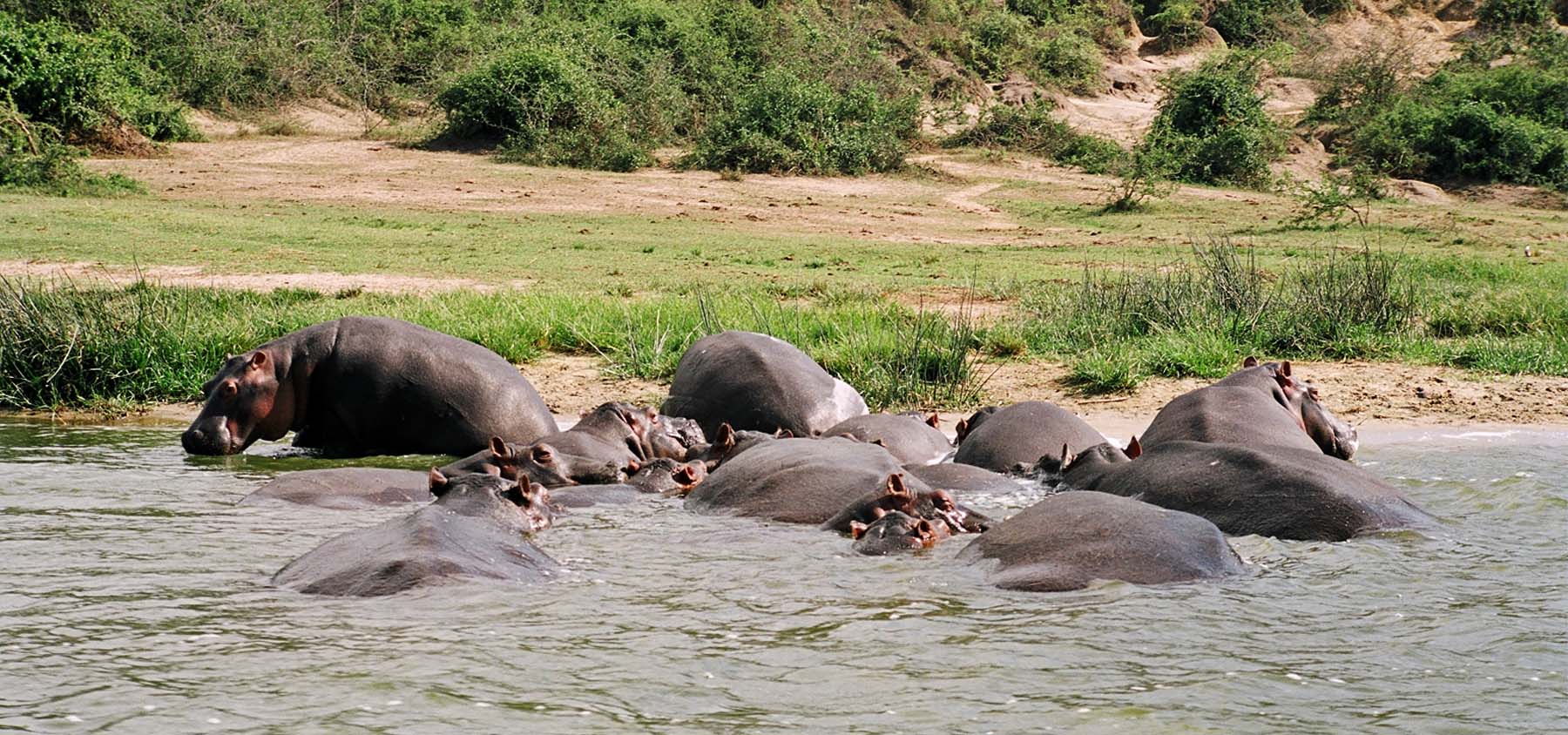 Hippos at the shores