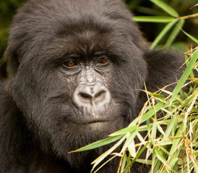 Gorillas In Mgahinga