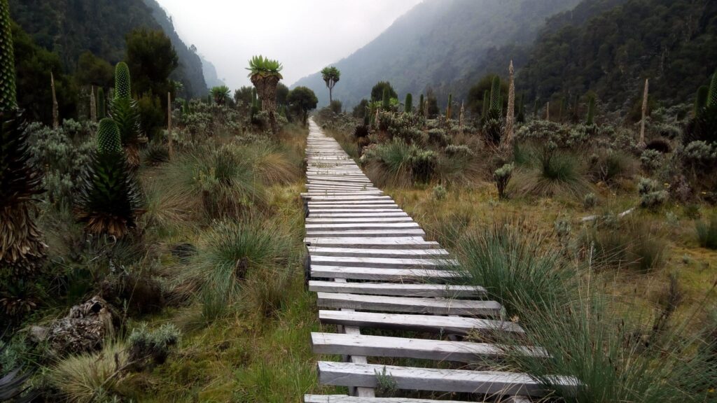 Rwenzori Mountains in Uganda