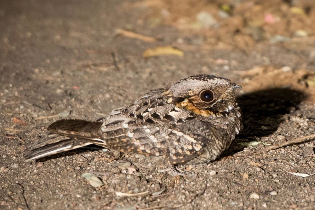 5 days Birdwatching safari Uganda