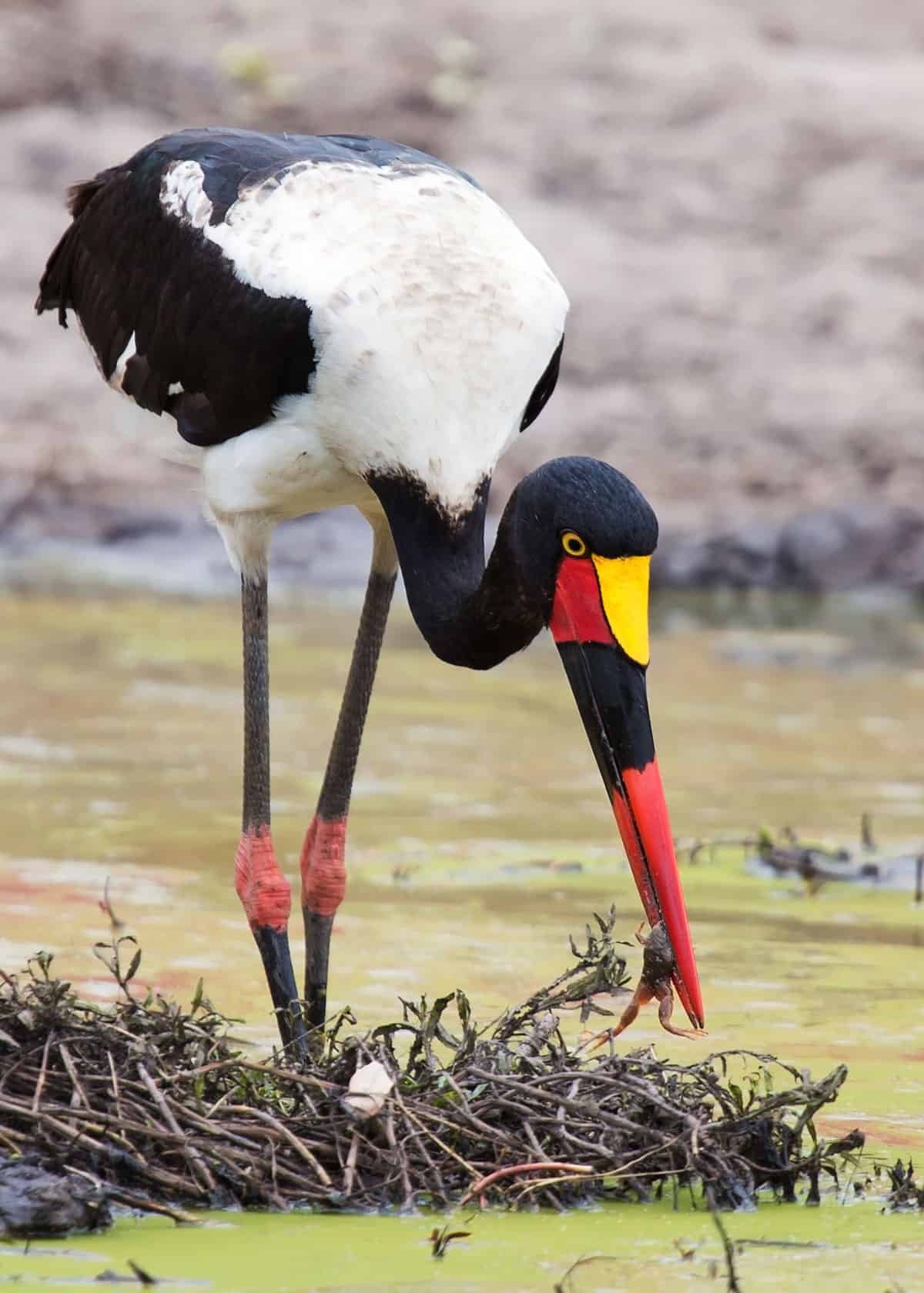 12 days Uganda Bird watching safari 