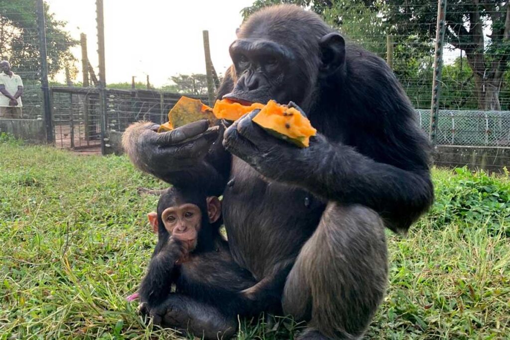 Sanctuary Tours, Caregivers and Conservation Work