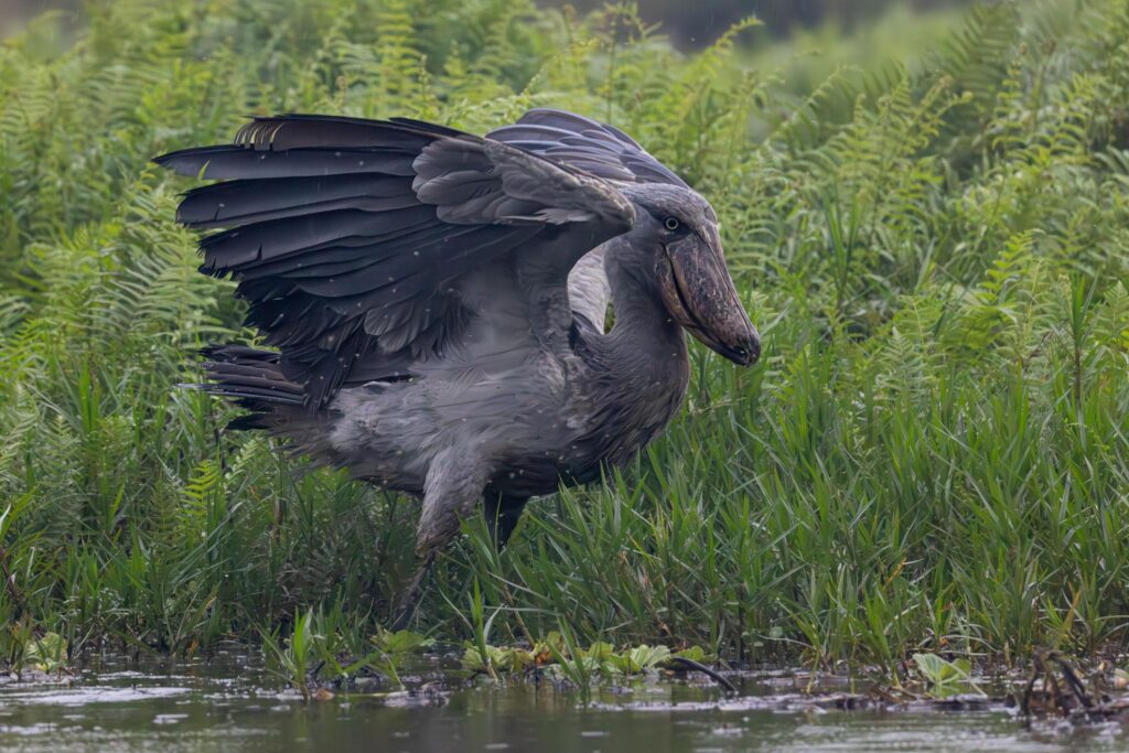 Shoebill Stork in the Wetlands