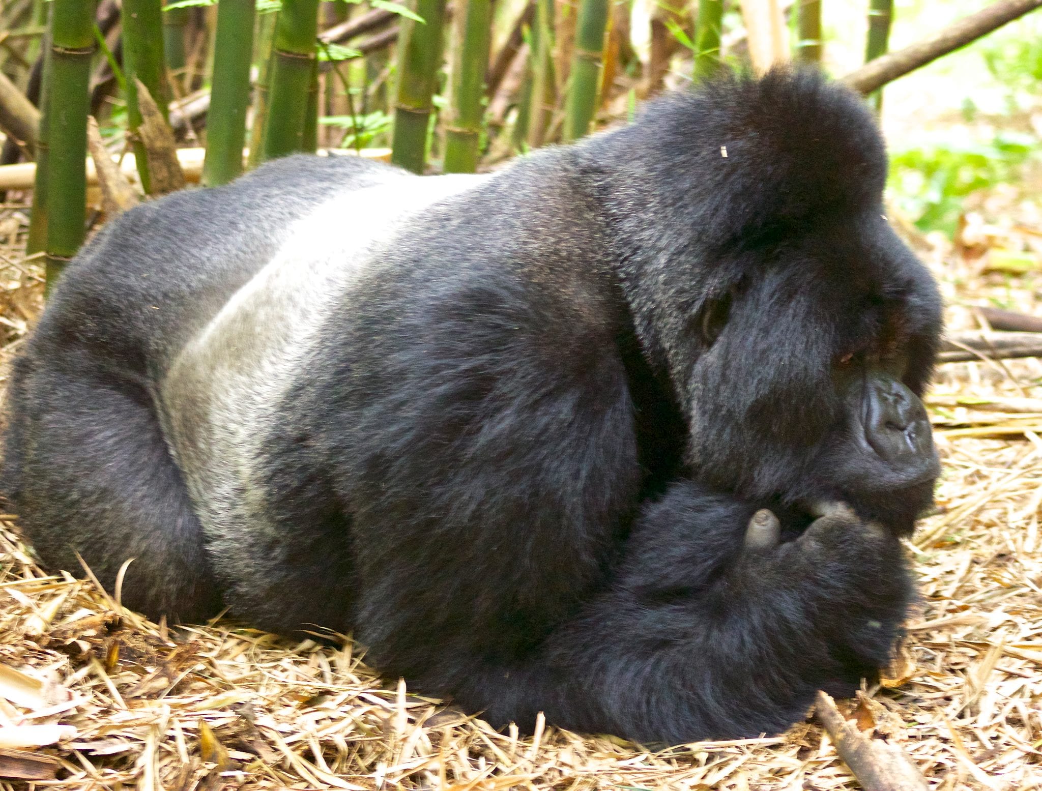 Gorilla habituation experience 
