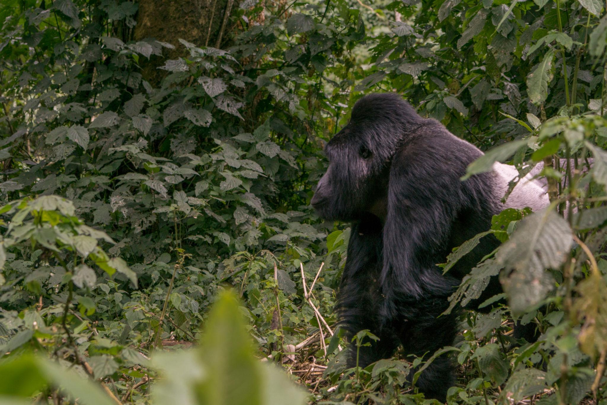 Silverback gorilla in natural habitat during habituation experience