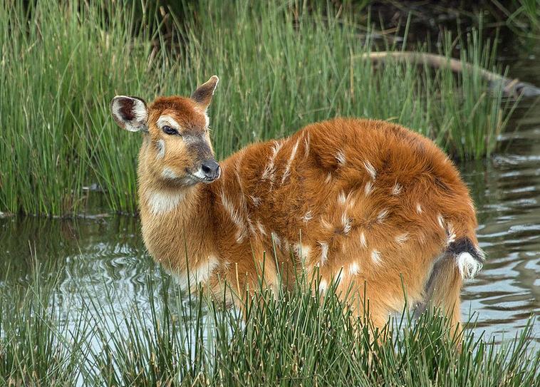 Sitatunga antelope in wetland habitat of Katonga Wildlife Reserve