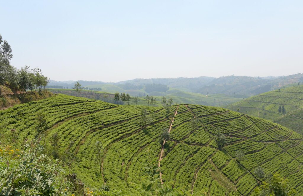 Tea Plantation in Rwanda