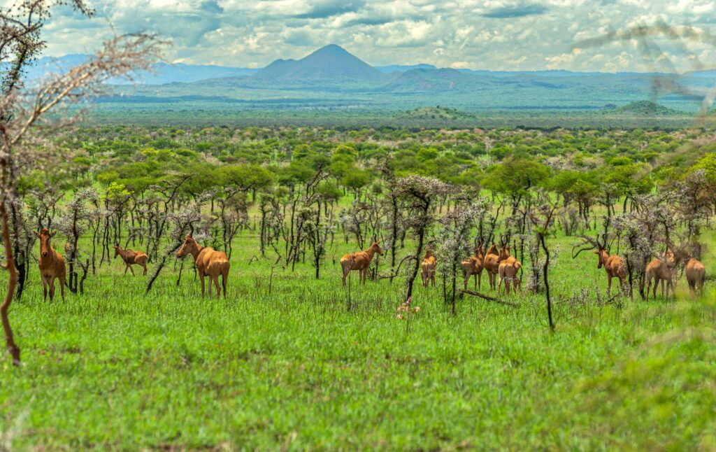 The Hartebeest of Pian Upe Plain