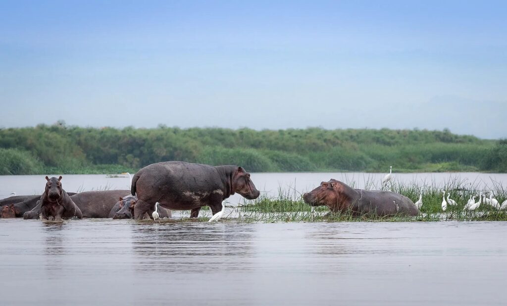 Things to do in Toro Semliki Wildlife Reserve