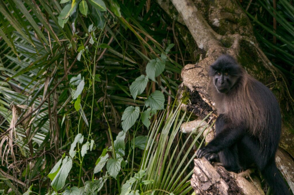 Uganda mangabey monkey in Mabira Forest