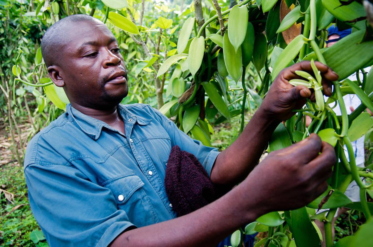 Vanilla hand pollination process