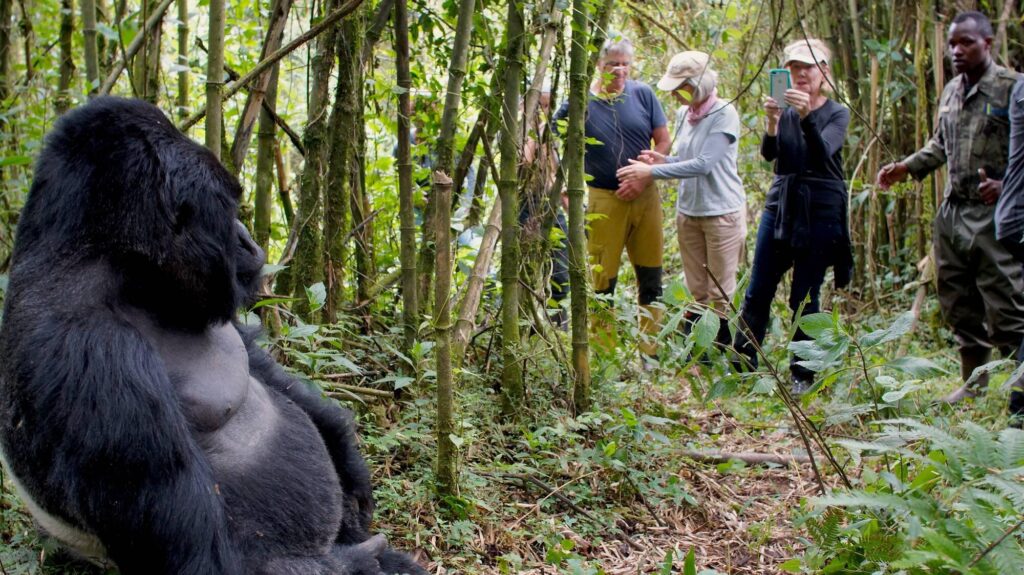 Visitors watching mountain gorillas in Rwanda