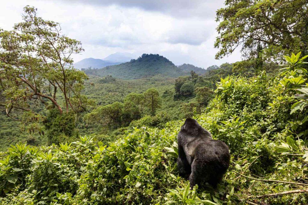 Volcanoes National Park Rwanda, Landscape and Virunga Mountains