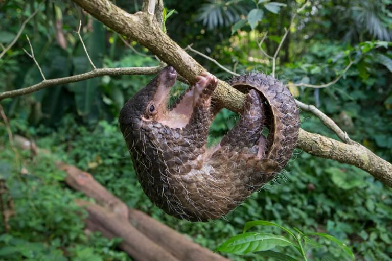 White bellied pangolin climbing tree