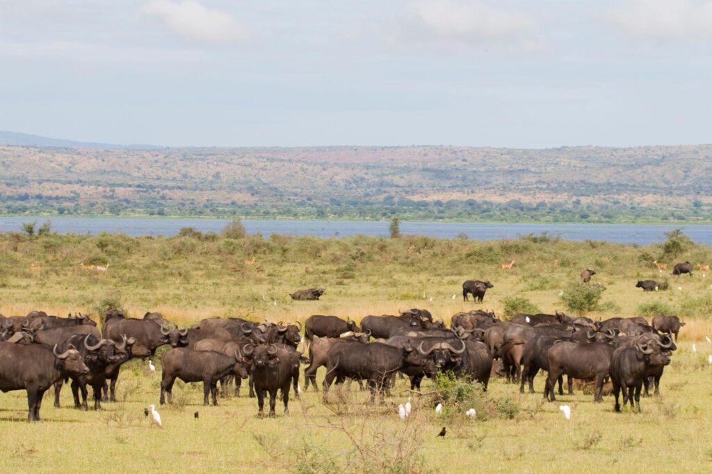 Wildlife Viewing in Bugungu