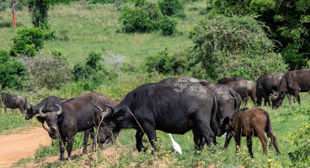 Wildlife in Matheniko Wildlife Reserve