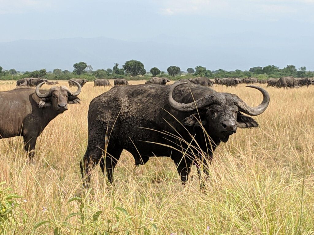 Wildlife in Toro Semliki Wildlife Reserve
