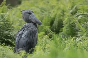 birding in Mabamba Wetland, shoebill search