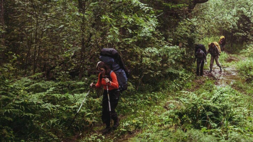 Guided forest walk in Bwindi National Park