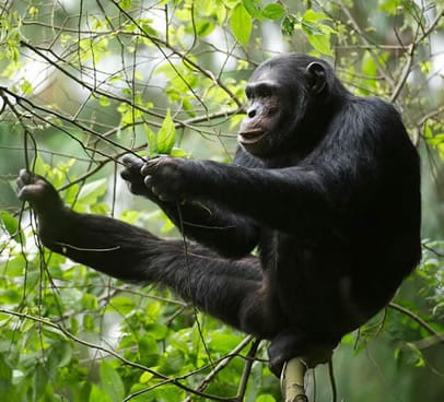Chimpanzee Tracking Nyungwe forest national Park.
