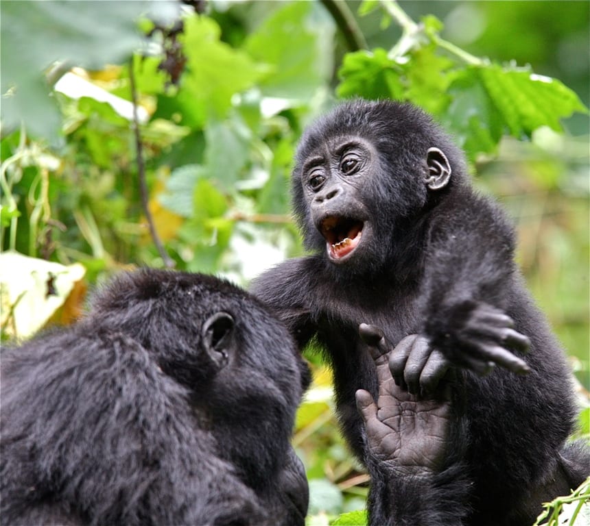 gorilla safari Rwanda 