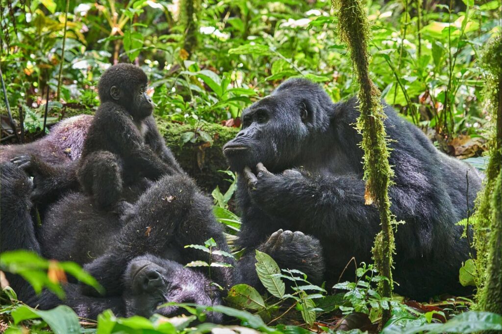 Gorilla habituation experience in Bwindi