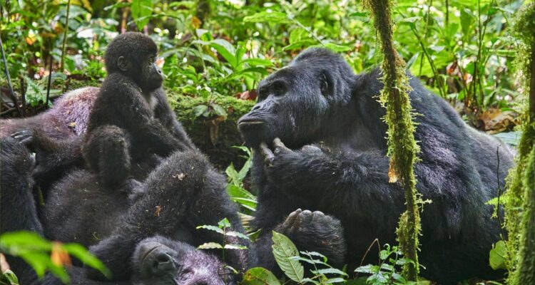 Gorilla Habituation Experience In Bwindi