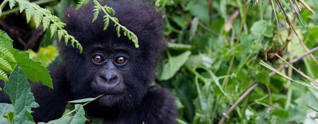 3 days gorilla safari Rwanda